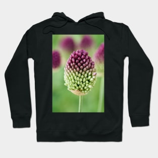 Allium sphaerocephalon AGM Round-headed garlic Round-headed leek Hoodie